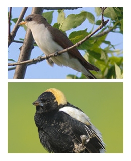 Photos of Black-billed Cuckoo and Bobolink